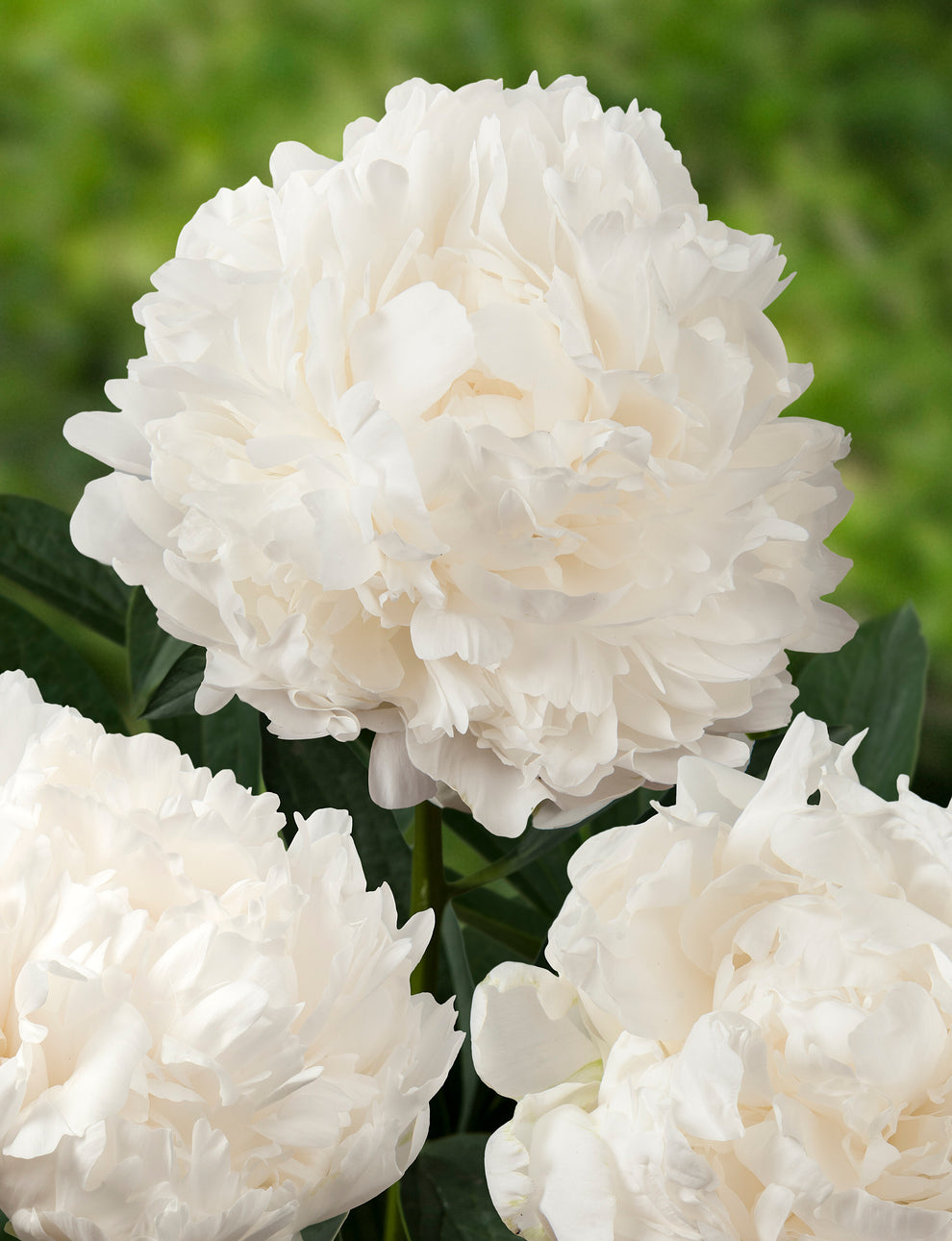 'MADAME CLAUDE TAIN' Peony (Paeonia x lactiflora 'madame claude tain ...