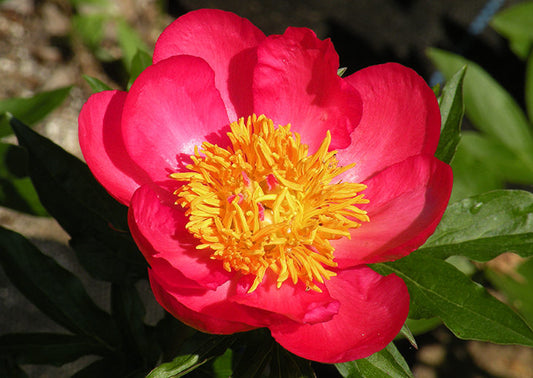 'CLAUDIA' Peony (Paeonia x lactiflora 'claudia')