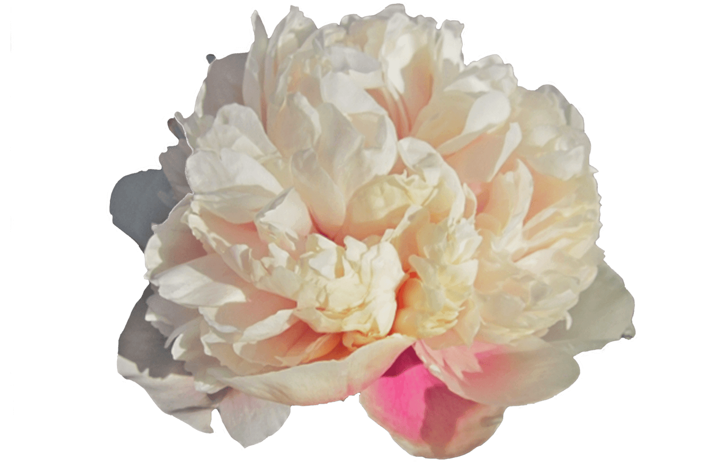 'COLONEL OWEN COUSINS' Peony (Paeonia x lactiflora 'colonel owen cousins')