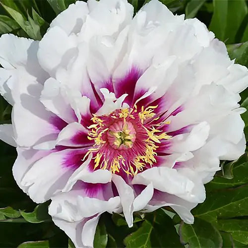 'CORA LOUISE' Itoh Peony (Paeonia x intersectional 'cora louise')