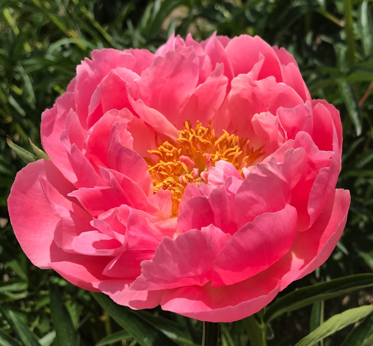 'CORAL SUPREME' Peony (Paeonia x lactiflora 'coral supreme')