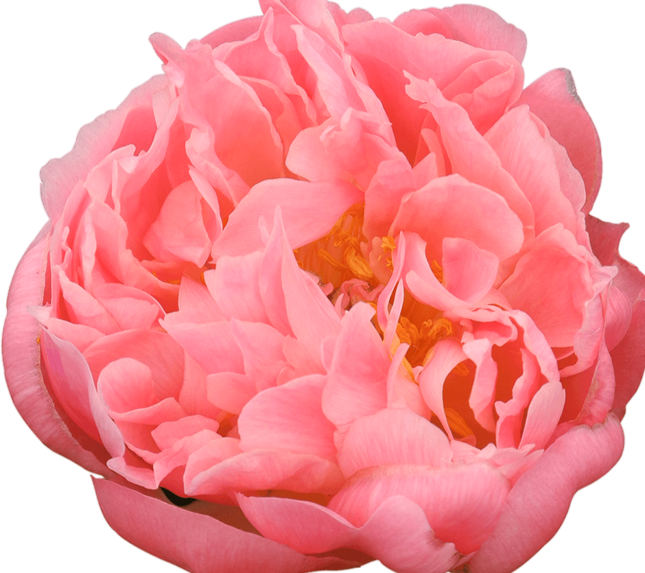 'CORAL SUPREME' Peony (Paeonia x lactiflora 'coral supreme')