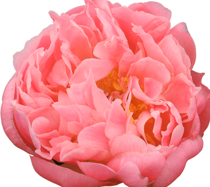 'CORAL SUPREME' Peony (Paeonia x lactiflora 'coral supreme')