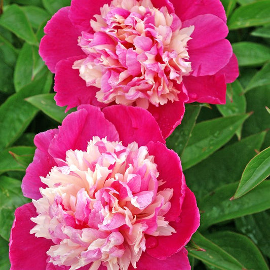 'CORA STUBBS' Peony (Paeonia x lactiflora 'cora stubbs')