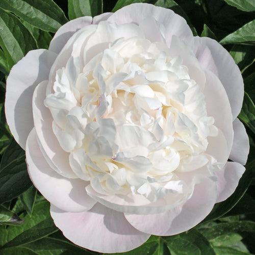 'CORINNE WERSAN' Peony (Paeonia x lactiflora 'corinne wersan')