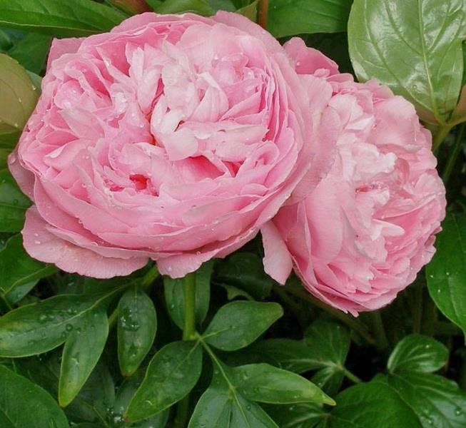 'PINK COTTON CANDY' Peony (Paeonia x lactiflora 'pink cotton candy')