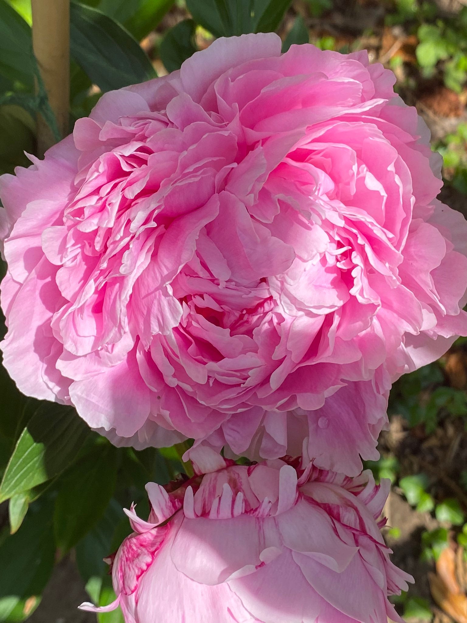 'PINK COTTON CANDY' Peony (Paeonia x lactiflora 'pink cotton candy ...