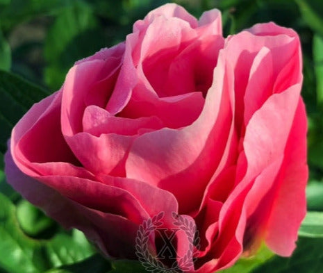 'CUPID'S KISS' Peony (Paeonia x lactiflora 'cupid's kiss')