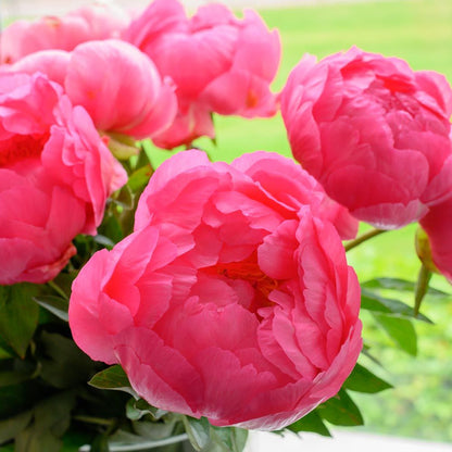 'CYTHEREA' Peony (Paeonia x lactiflora 'cytherea')