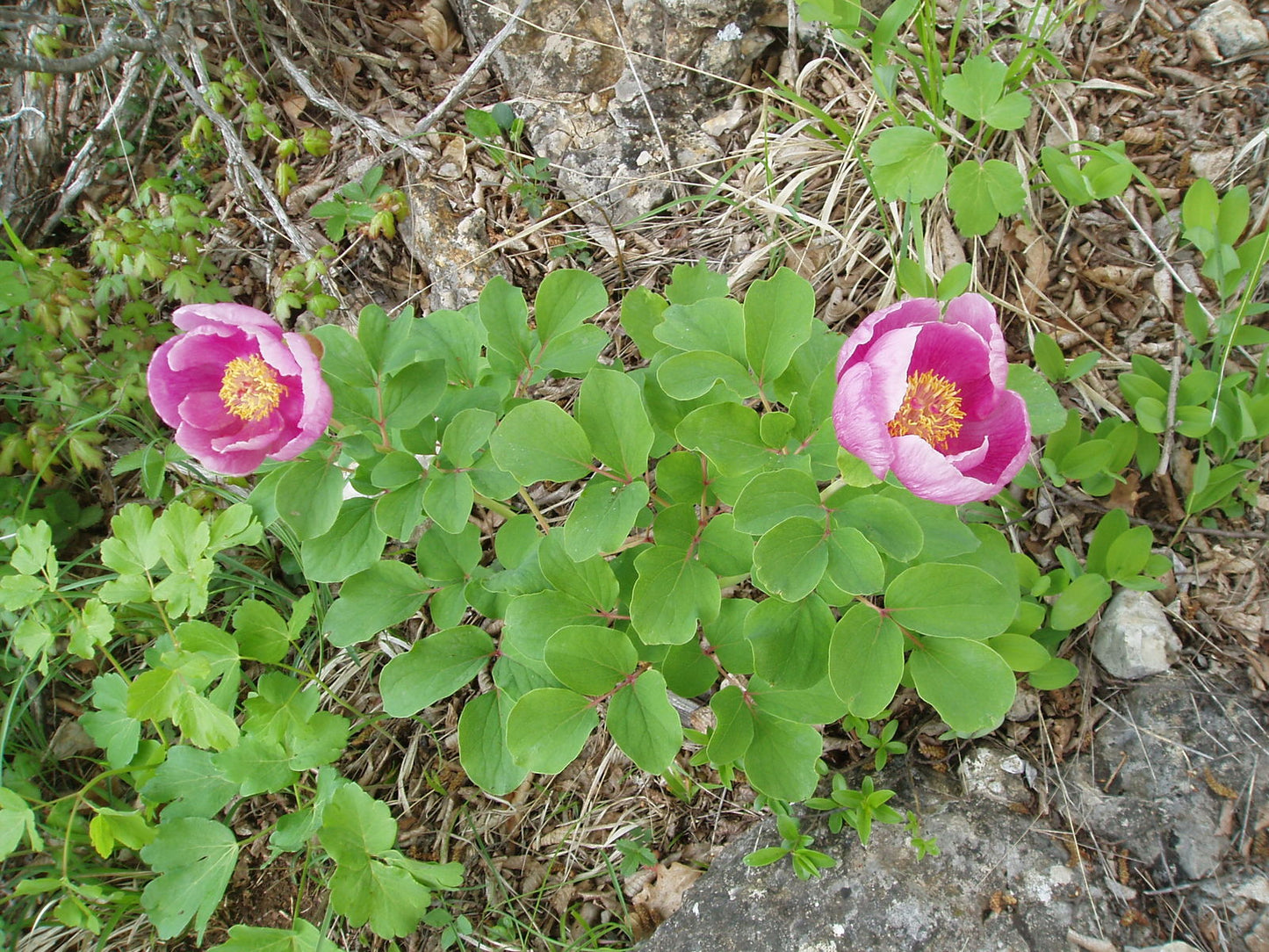 'DAURICA' Peony (Paeonia x lactiflora 'daurica')