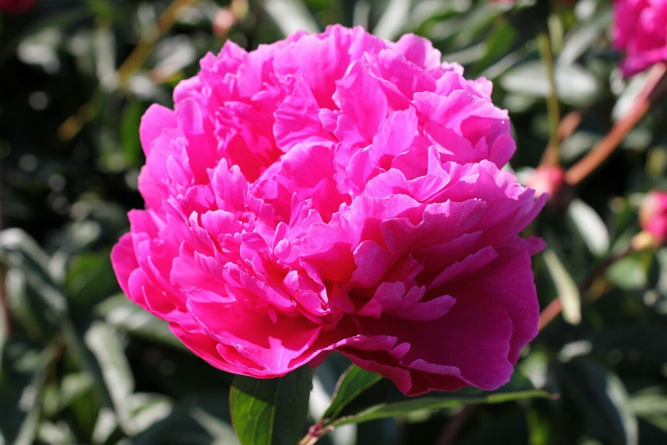 'DAYTON' Peony (Paeonia x lactiflora 'dayton') – Champlain Peony Company