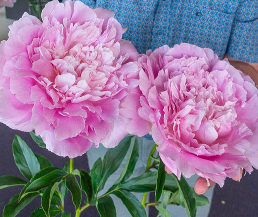 'DINNER PLATE' Peony (Paeonia x lactiflora 'dinner plate')