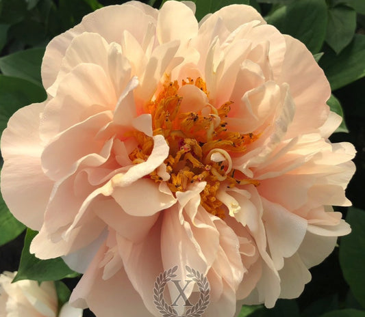 'DIOCLETIAN' Peony (Paeonia x lactiflora 'diocletian')