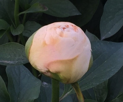 'DIOCLETIAN' Peony (Paeonia x lactiflora 'diocletian')