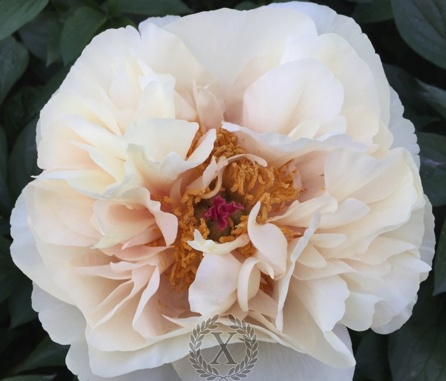 'DIOCLETIAN' Peony (Paeonia x lactiflora 'diocletian')