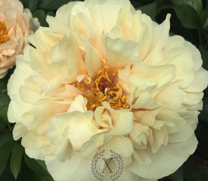 'DIOCLETIAN' Peony (Paeonia x lactiflora 'diocletian')