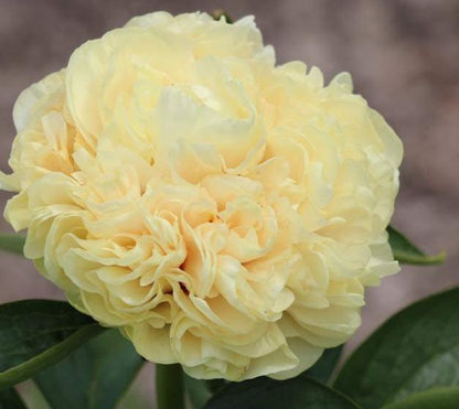 'DOUBLE FRIEND' Peony (Paeonia x lactiflora 'double friend')