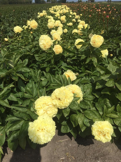 'DOUBLE FRIEND' Peony (Paeonia x lactiflora 'double friend')