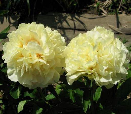 'DOUBLE FRIEND' Peony (Paeonia x lactiflora 'double friend')