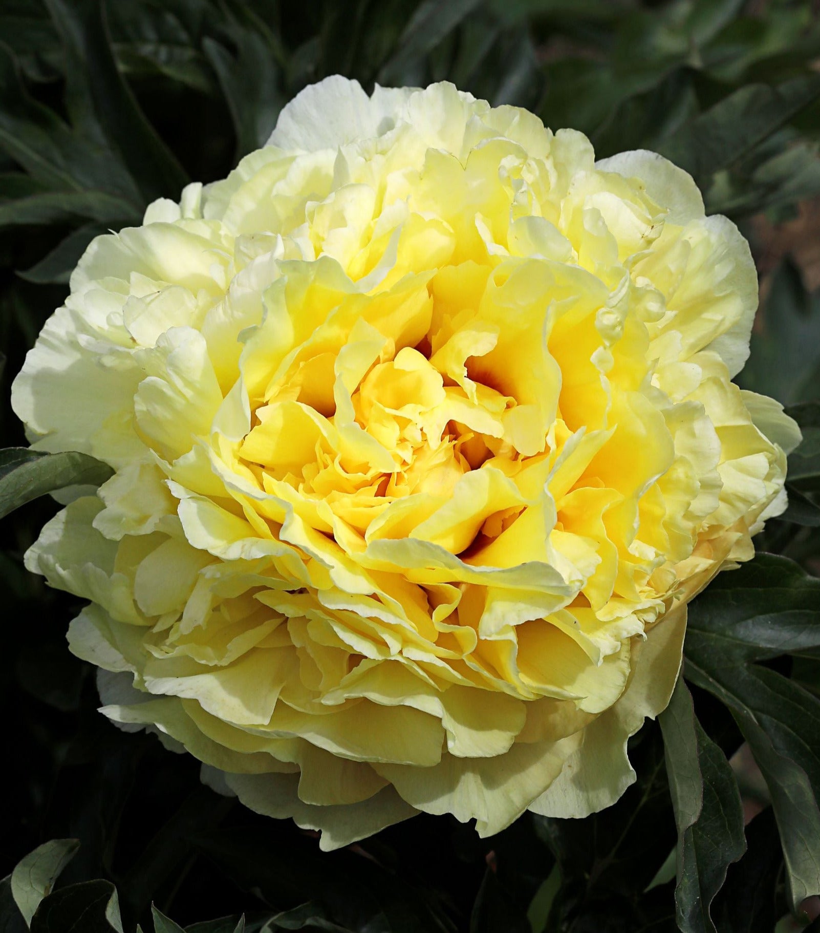 'DUCHESSE DE LORRAINE' Itoh Peony (Paeonia x intersectional 'duchesse ...