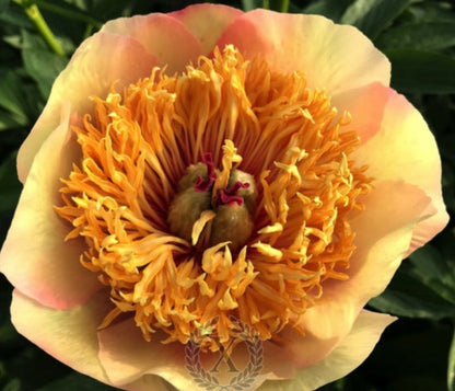 'DUPONDIUS' Peony (Paeonia x lactiflora 'dupondius')