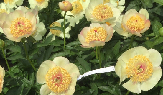 'DUPONDIUS' Peony (Paeonia x lactiflora 'dupondius')