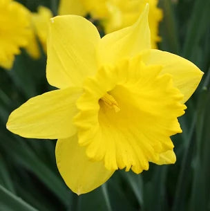 'DUTCH MASTER' Trumpet Daffodil (Narcissus x 'dutch master')