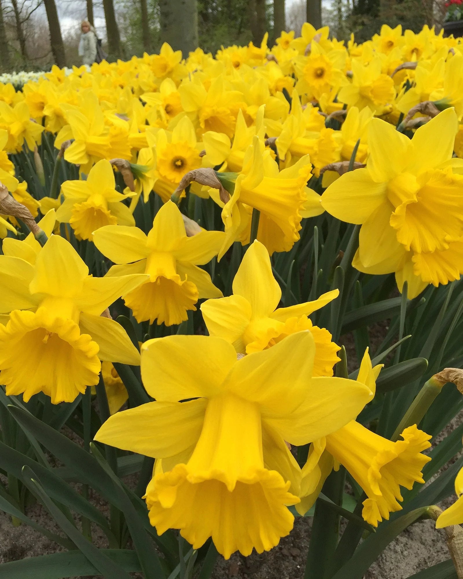 Yellow Trumpet Daffodil:Daffodil Bulbs
