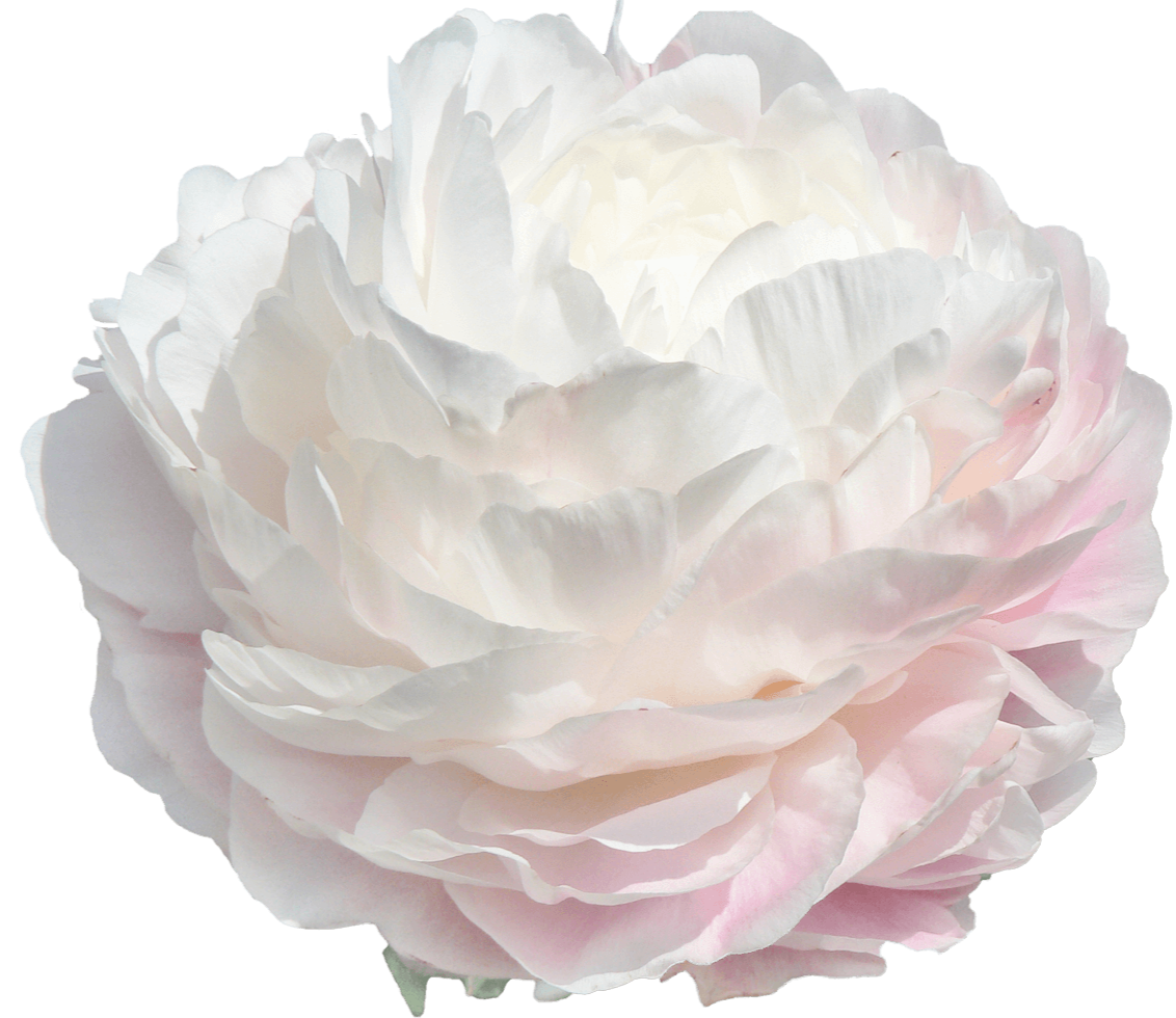 'DYNASTY' Peony (Paeonia x lactiflora 'dynasty') – Champlain Peony Company