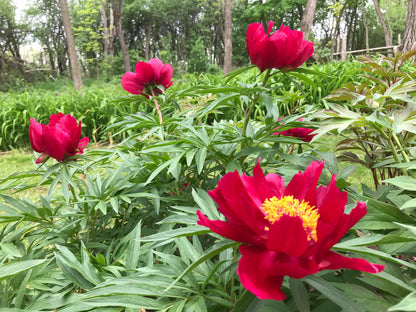 'EARLY SCOUT' Peony (Paeonia x lactiflora 'early scout')