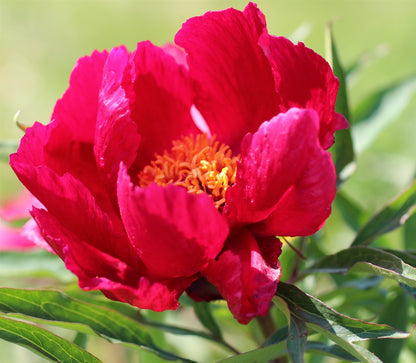 'EARLY SCOUT' Peony (Paeonia x lactiflora 'early scout')