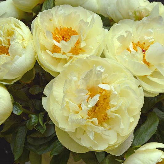 'EARLY SENSATION' Peony (Paeonia x lactiflora 'early sensation')