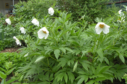 'EARLY WINDFLOWER' Peony (Paeonia veitchii x emodi 'early windflower')