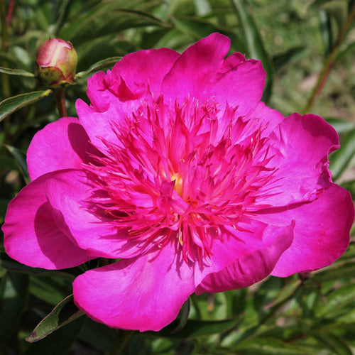 'EASY LAVENDER' Peony (paeonia x lactiflora 'easy lavender')