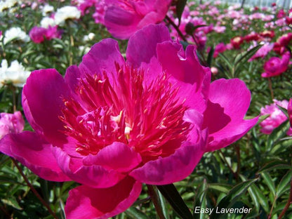 'EASY LAVENDER' Peony (paeonia x lactiflora 'easy lavender')
