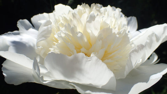 'EDEN'S TEMPTATION' Peony (Paeonia x lactiflora 'eden's temptation')