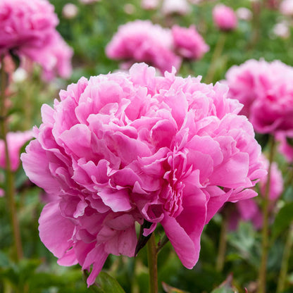 'EDULIS SUPERBA' Peony (Paeonia x lactifolia 'edulis superba')