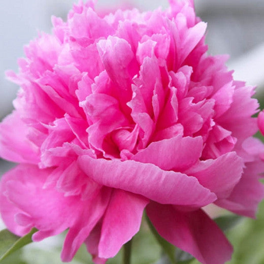 'EDULIS SUPERBA' Peony (Paeonia x lactifolia 'edulis superba')