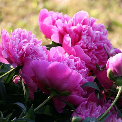 'EDULIS SUPERBA' Peony (Paeonia x lactifolia 'edulis superba')