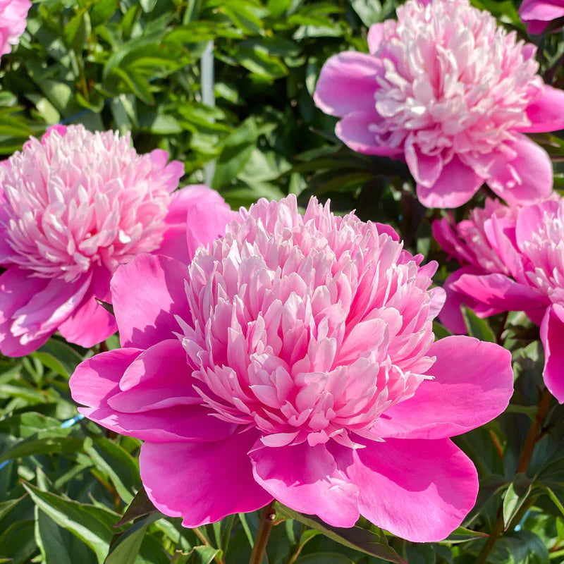 'EDULIS SUPERBA' Peony (Paeonia x lactifolia 'edulis superba')