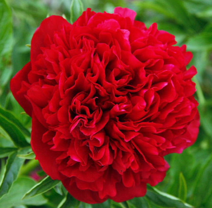 'ELIZA LUNDY' Peony (Paeonia x officinalis 'eliza lundy') – Champlain ...