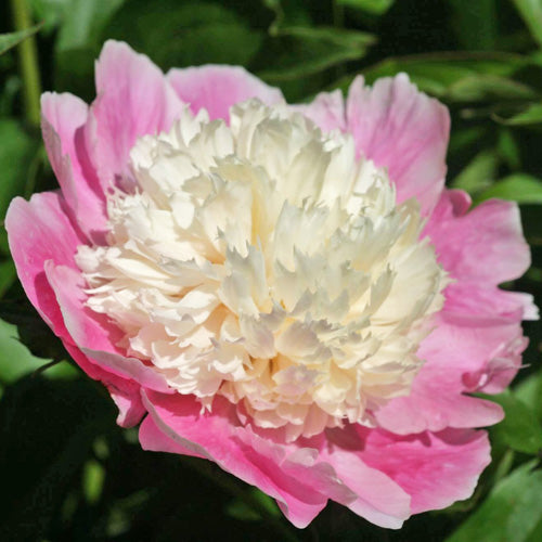 'EMBRACEABLE PINK' Peony (Paeonia x lactiflora 'embraceable pink')