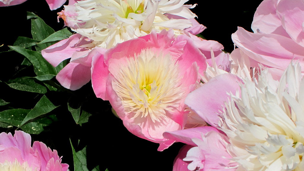 'EMBRACEABLE PINK' Peony (Paeonia x lactiflora 'embraceable pink')