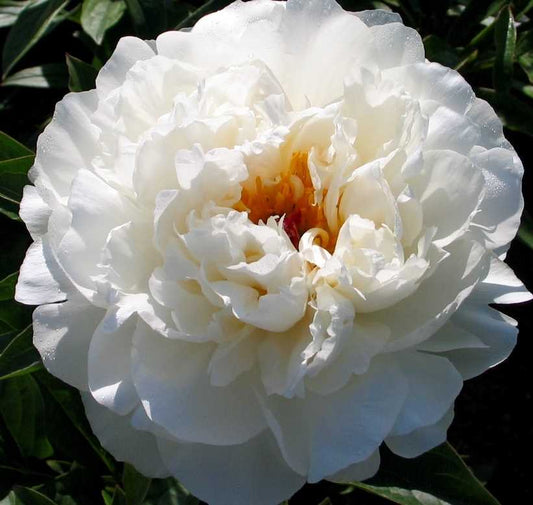 'IVORY ESCORT' Peony (Paeonia x lactiflora 'ivory escort')