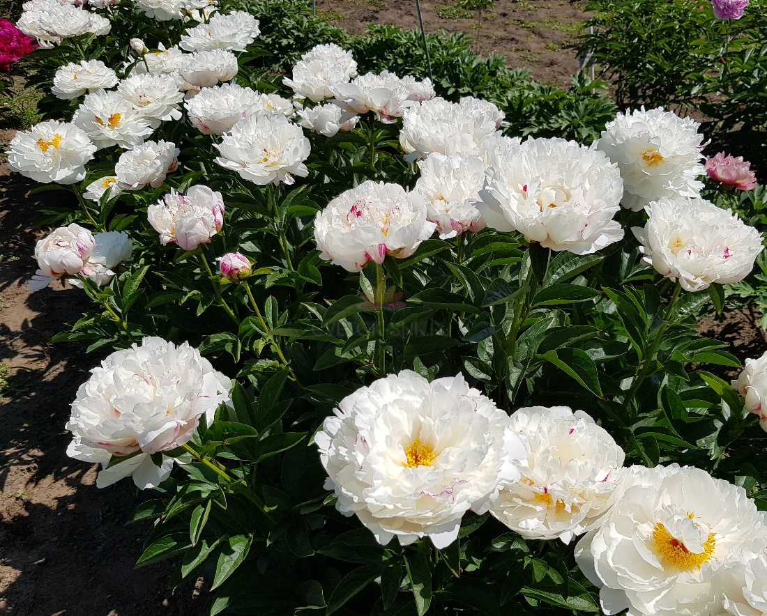 'IVORY ESCORT' Peony (Paeonia x lactiflora 'ivory escort')