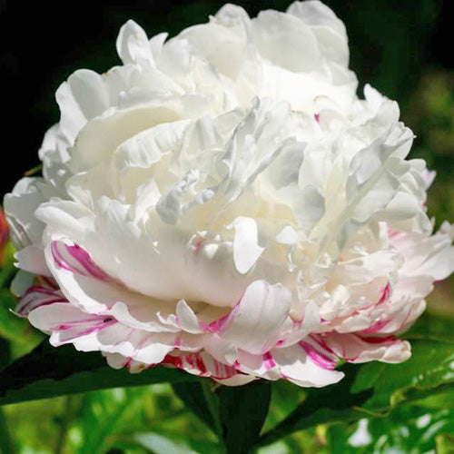 'ESKIMO PIE' Peony (Paeonia x lactiflora 'eskimo pie')