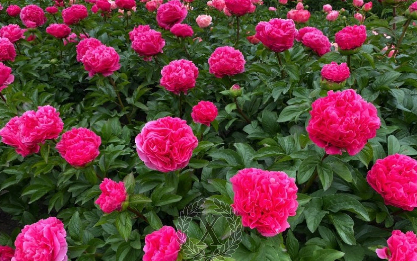 'FALERNIAN GRAPES' Peony (Paeonia x lactiflora 'falernian grapes')