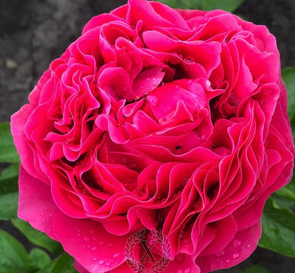 'FALERNIAN GRAPES' Peony (Paeonia x lactiflora 'falernian grapes')