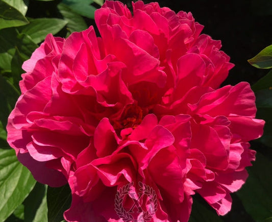 'FELICITAS' Peony (Paeonia x lactiflora 'felicitas')