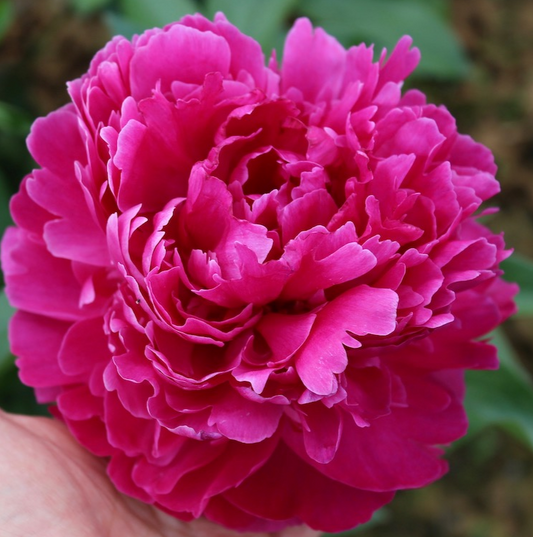 'FIONA' Peony (Paeonia x lactiflora 'fiona')